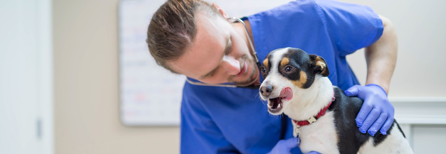 Animal Health Animal Health